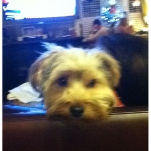 Meet your Posher, Rosalinda